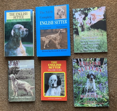 English setter 1970 - english, 1970`s