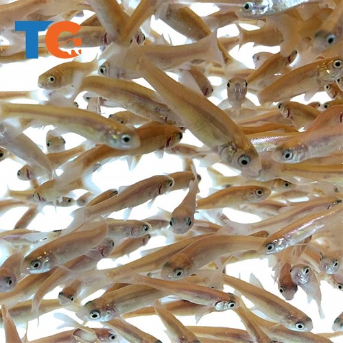 Rosie red minnows - rosie,