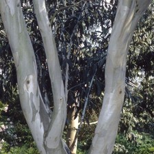 Eucalyptus pauciflora ssp niphophila - Snow Gum, Plant in 5 L Pot