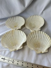 Lot of 4 Natural White Scallop Shells Caviar Plate Craft DIY  Beach Coastal 6"