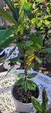 Double Bay Leaf Tree In  Pot  Laurus Nobilis For Cooking .2 Breaded Trees In One