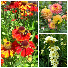 3 Packs of Seeds Perrenial