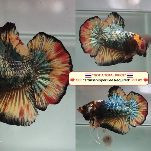 Live betta fish - live, (thailand)