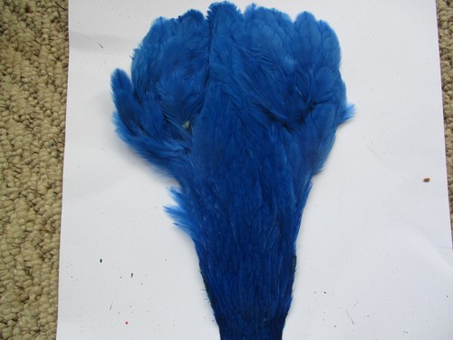 Hen neck cape - neck, genetic