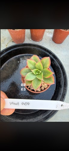 Aeonium collection for 6 - collection, 2
