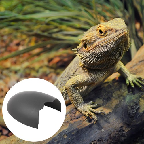 Leopard gecko accessories - gecko,