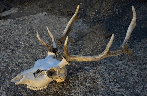 Essex stag antlers - essex,