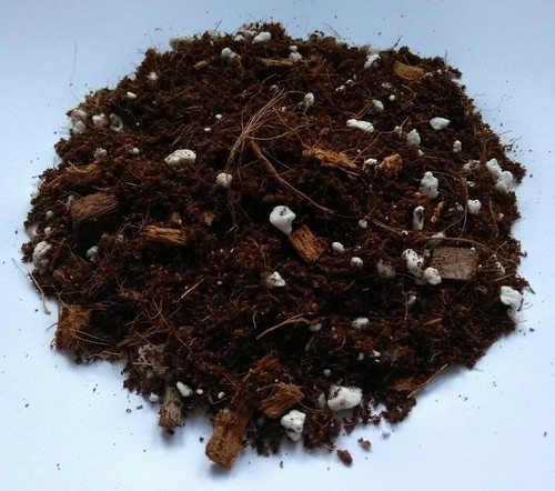 Aloe vera potting - vera,