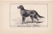 1900 GORDON SETTER DOG Print -