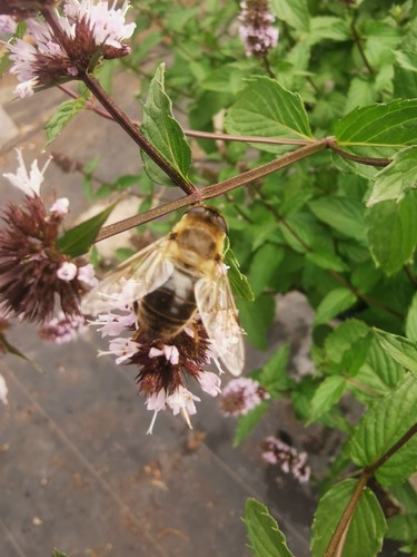 Mint plant plug bee - plant,