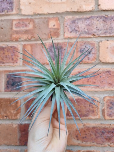 Large tillandsia air plant - air,