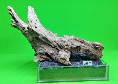 Large corbo root - corbo,