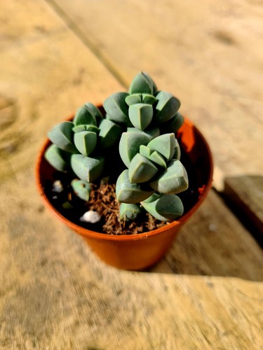 Corpuscularia lehmannii the - corpuscularia,