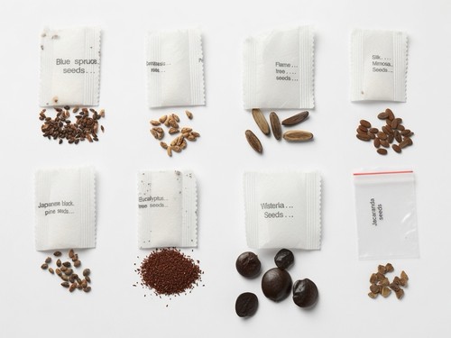 Bonsai seeds bundle - bonsai, bundle,