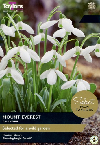Taylors galanthus bulbs - galanthus,