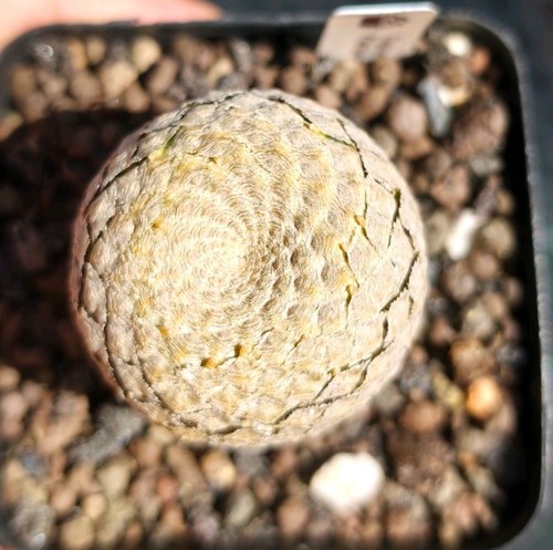 Euphorbia piscidermis - euphorbia,