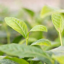 Camellia sinensis assemica | 2L Tea Plant | Great gift for tea & plant lovers!