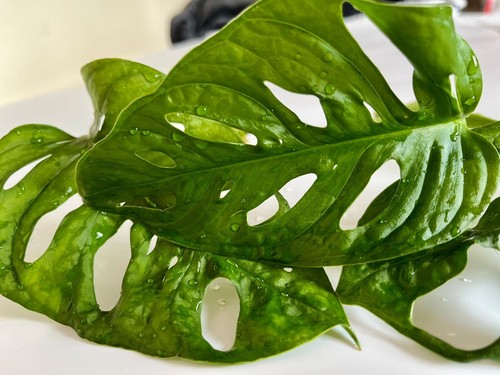 Monstera adansonii monkey - adansonii,
