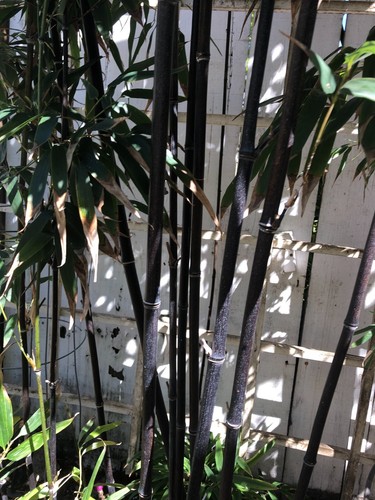 Bamboo root about inches - bamboo,