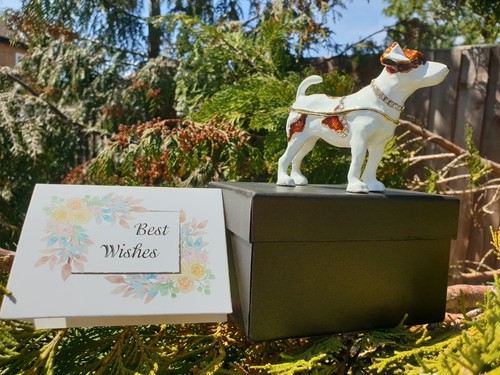 Beautiful russel terrier - russel,