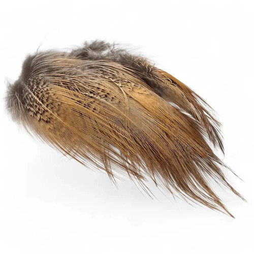 Kindale cock pheasant - cock, long