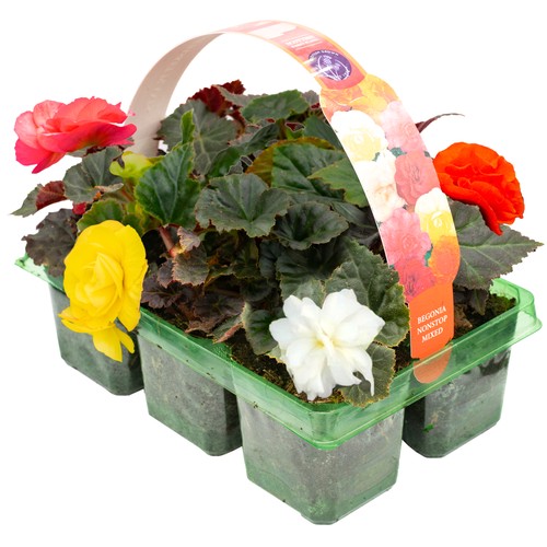 Begonia non stop mixed - begonia, |