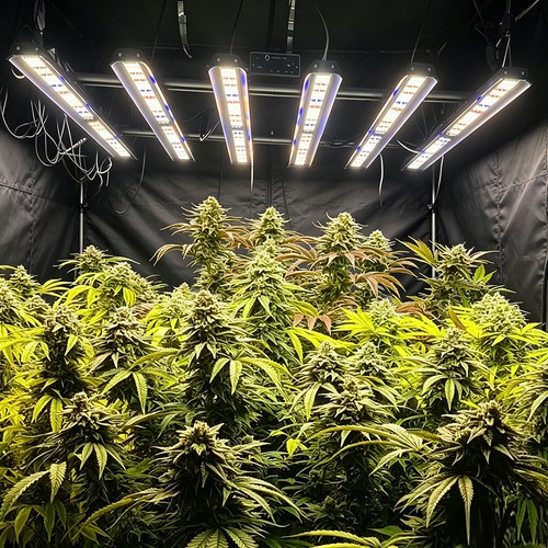 Spider 5000w commercial grow - commercial,