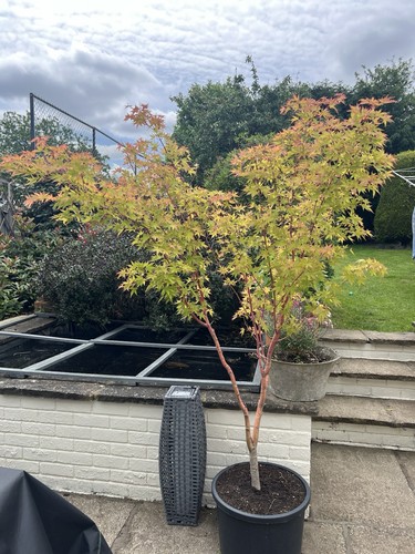 Japanese maple tree - japanese, acer