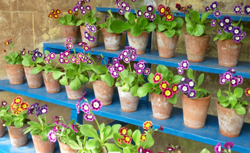 Garden auricula primula - garden,