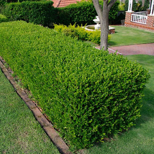 Buxus sempervirens common - x,