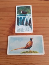 BROOKE BOND - BRITISH BIRDS - ~11 & #17 Frances Pitt series