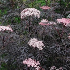 Elderberry 'Black Lace' 4L Plant. An upright dramatic Black Elder.