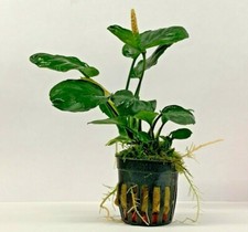 Anubias 11 Species Live Tropical Aquarium Aquascaping Plants Potted Quality 