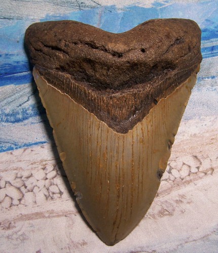 Megalodon shark tooth - tooth, 5