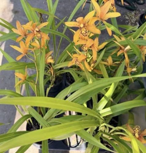 Fragrant cymbidium orchid live - cymbidium,