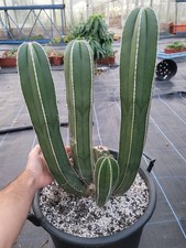 XL Pachycereus marginatus