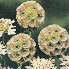 Scabious - Ping Pong, (S. atropurpurea) - Annual - Kings Seeds - 65 Seeds