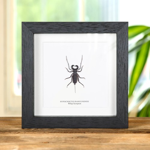 Taxidermy whip scorpion - scorpion, frame