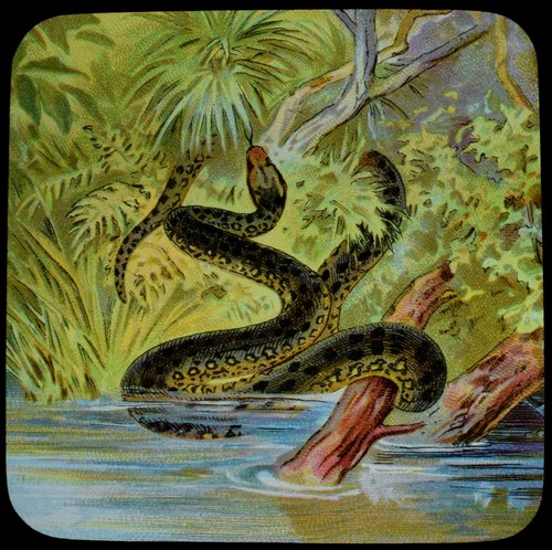 Anaconda water boa - anaconda, or