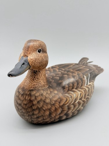 Mallard hen teal duck - mallard,