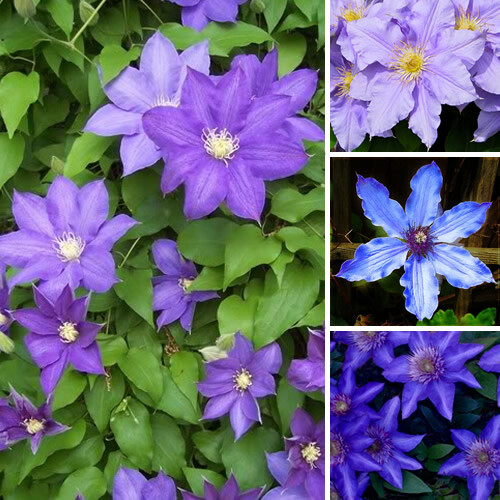 Clematis blue purple - 1,