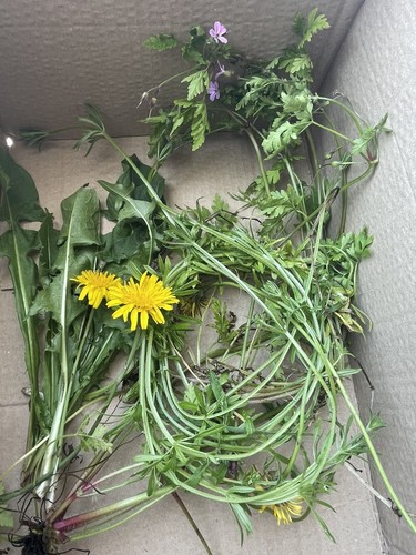 100g freshly foraged dandelion - foraged,
