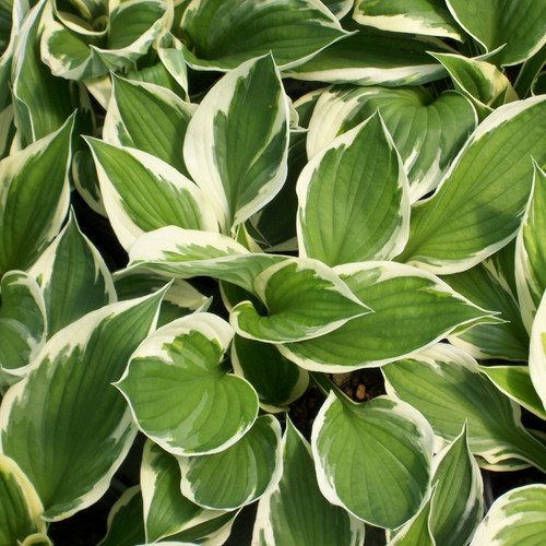 Hosta minute man - hosta, man'