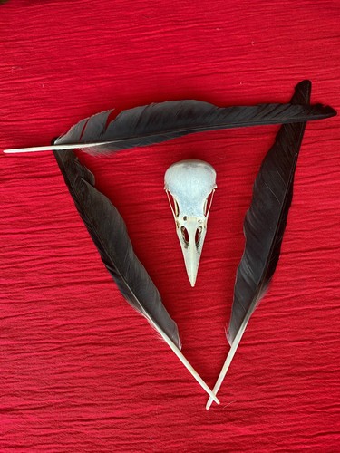 Genuine crow skull bones - genuine,