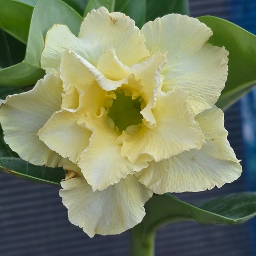 Exotic desert rose plant - desert,