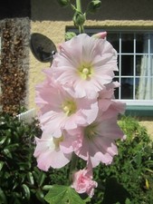 Hollyhock Alcea seeds x 30 Ice