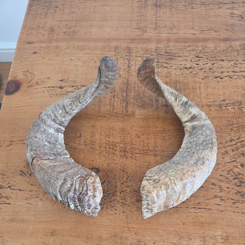 Large sheep ram - 2x, horns