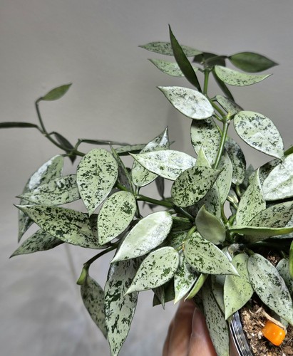 Rare hoya lacunosa - hoya, silver