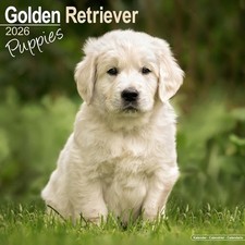 Golden Retriever Puppies