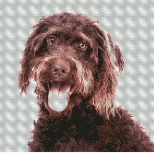 Labradoodle brown dog counted - labradoodle,